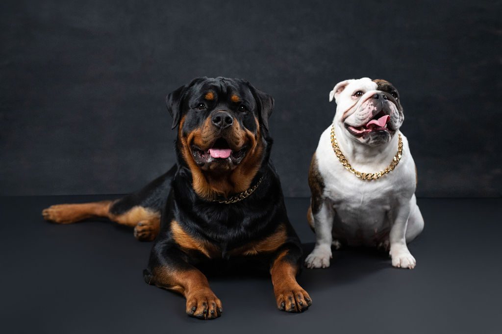 pet photography rottweiler english bulldog